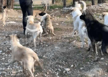 they just want to survive._part2