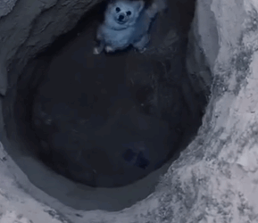 Part2.Animals Rescue #dogrescue #rescuedog #dogsofttiktok #foryoupage #foryou #dogs