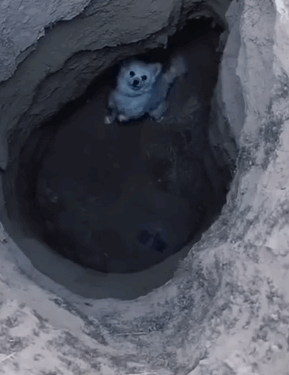 Part2.Animals Rescue #dogrescue #rescuedog #dogsofttiktok #foryoupage #foryou #dogs