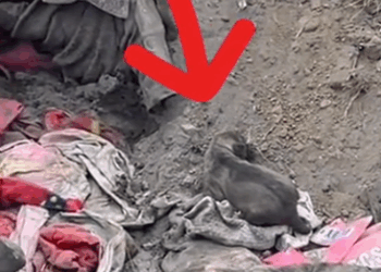 Rescuing a little fellow_part2