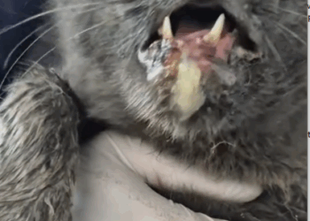 parte 707 I rescued an abandoned cat with rabies and took him to the vet_part1