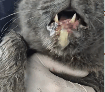 parte 707 I rescued an abandoned cat with rabies and took him to the vet_part1