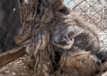 part2.Animals Rescue #dogrescue #rescuedog #dogsofttiktok #foryoupage #foryou #dogs