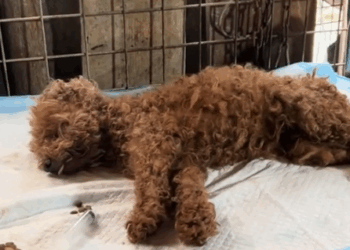 The dog was fighting against the disease, but his owner abandoned him_part2