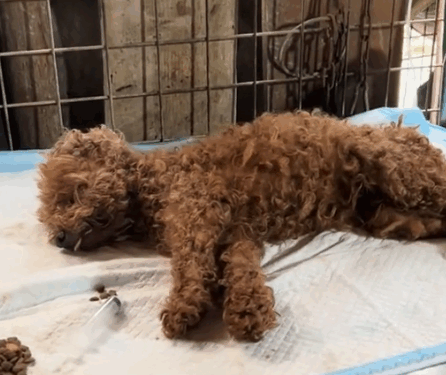 The dog was fighting against the disease, but his owner abandoned him_part2