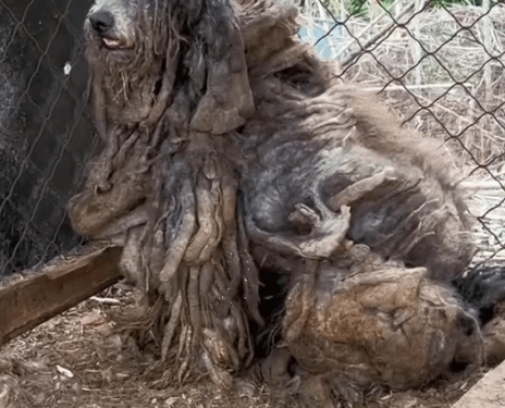 part2.Animals Rescue #dogrescue #rescuedog #dogsofttiktok #foryoupage #foryou #dogs