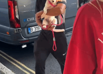 Those little tail wags 🥹 Rescuing a brother and sister who were Romanian street dogs and now in their forever homes_part2