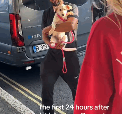 Those little tail wags 🥹 Rescuing a brother and sister who were Romanian street dogs and now in their forever homes_part2