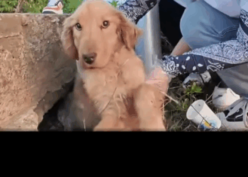 This Was His Only Shelter… Until We Found Him._part2