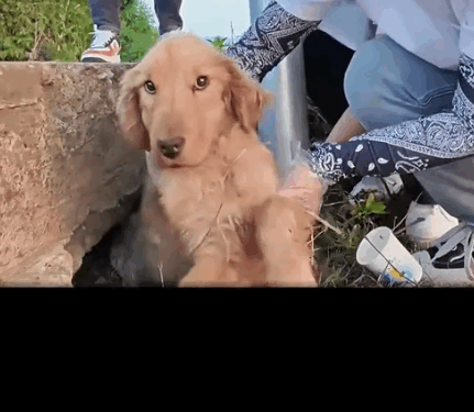 This Was His Only Shelter… Until We Found Him._part2