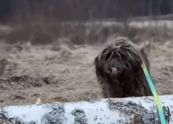 This 16-Year-Old Dog Proved That Love Heals._part2