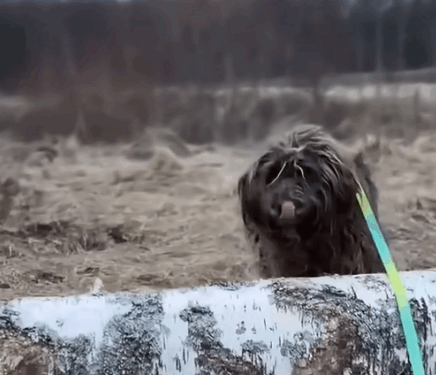 This 16-Year-Old Dog Proved That Love Heals._part2