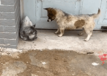 The stray cat was attacked by a puppy and she hid in the corner of the wall trembling and then…_part2