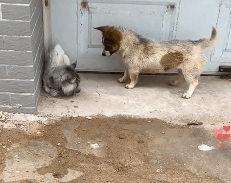 The stray cat was attacked by a puppy and she hid in the corner of the wall trembling and then…_part2