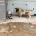 The stray cat was attacked by a puppy and she hid in the corner of the wall trembling and then…_part2