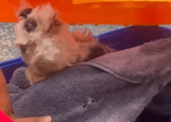 part2. Animals Rescue #dogrescue #rescuedog #dogsofttiktok #foryoupage #foryou #dogs