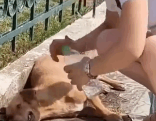 Too hot made him weak. Luckily we helped him #foryou #animal #dog #puppy #abandoned #rescue_part2