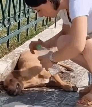 Too hot made him weak. Luckily we helped him #foryou #animal #dog #puppy #abandoned #rescue_part2
