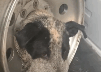 He was so confused when he woke up and the tire was gone wait to see him get his first bath_part2