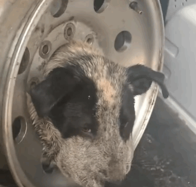 He was so confused when he woke up and the tire was gone wait to see him get his first bath_part2