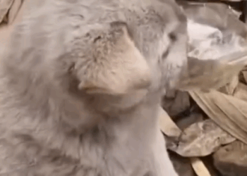 Rescue dog #dog #resccue #dogrescue #animal #straydog #humanity #puppyrescue #puppylove #doglife #ai_part2