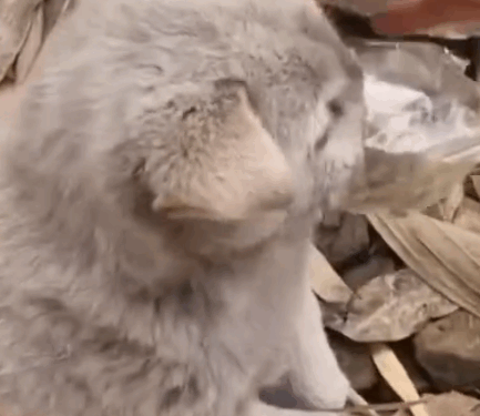 Rescue dog #dog #resccue #dogrescue #animal #straydog #humanity #puppyrescue #puppylove #doglife #ai_part2