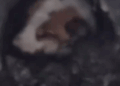 The puppy has been stuck in the concrete slabs for 4 days. If it stays here like this,_part2