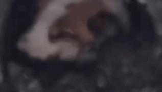 The puppy has been stuck in the concrete slabs for 4 days. If it stays here like this,_part2