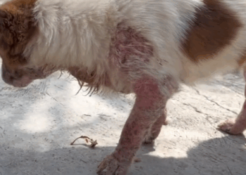 Part2.Animals Rescue #dogrescue #rescuedog #dogsofttiktok #foryoupage #foryou #dogs