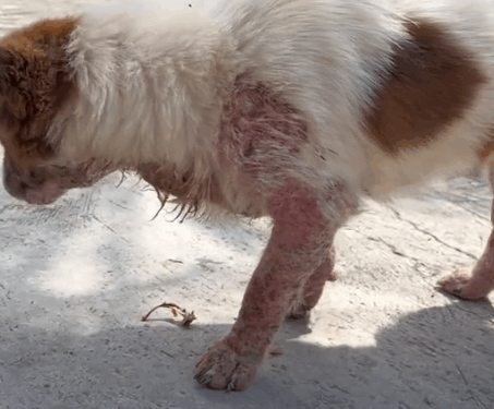 Part2.Animals Rescue #dogrescue #rescuedog #dogsofttiktok #foryoupage #foryou #dogs