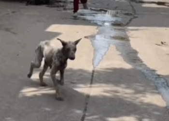 Rescue of an abandoned dog with skin problems❤️_part1