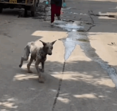 Rescue of an abandoned dog with skin problems❤️_part1