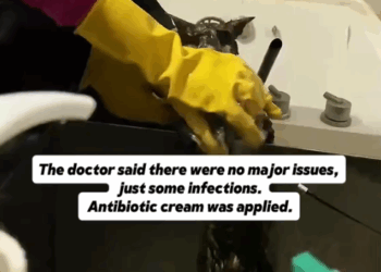 part2.Animals Rescue #dogrescue #rescuedog #dogsofttiktok #foryoupage #foryou #dogs