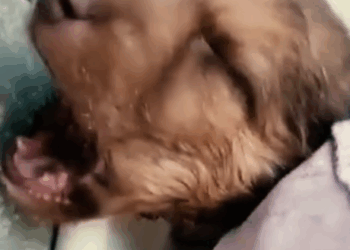 Rescue the injured dog_part2