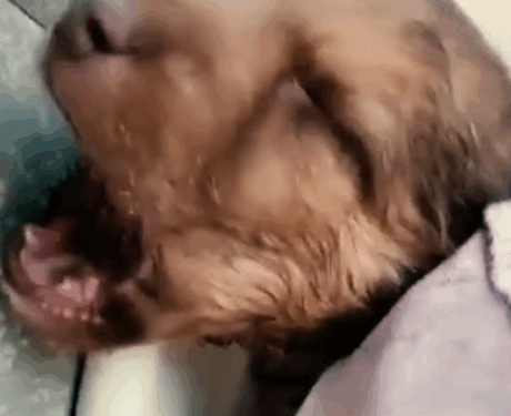 Rescue the injured dog_part2