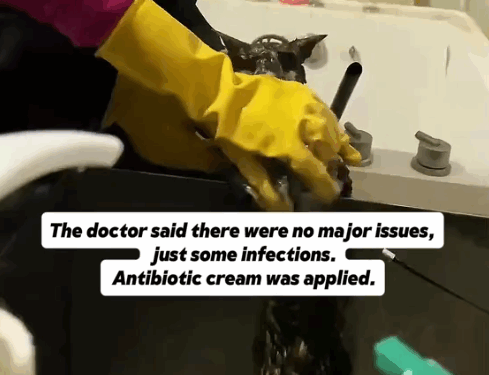 part2.Animals Rescue #dogrescue #rescuedog #dogsofttiktok #foryoupage #foryou #dogs