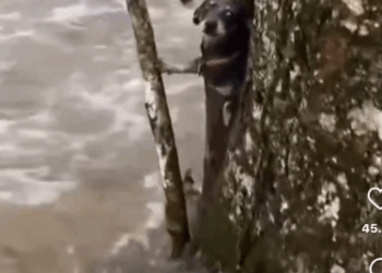 We all needed to SMILE and seeing this little Puppy Love being rescued warms my heart ❤️_part2