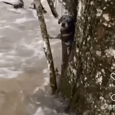 We all needed to SMILE and seeing this little Puppy Love being rescued warms my heart ❤️_part2