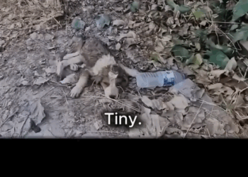 We Found Him Barely Breathi_part2