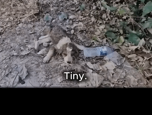 We Found Him Barely Breathi_part2