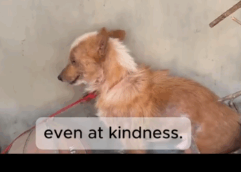 Traumatized and Shaking… Until We Showed Up._part2