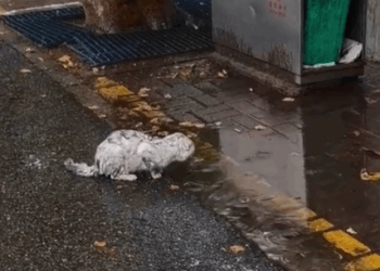 The stray kitty is already very pitiful, but humans don’t care about her feelings at all and then…_part2