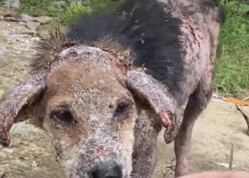 The way she’d wag her little tail out of control when her rescuer would visit ❤️ Jelena told us about rescuing Annabelle from the street in Vietnam,_part2