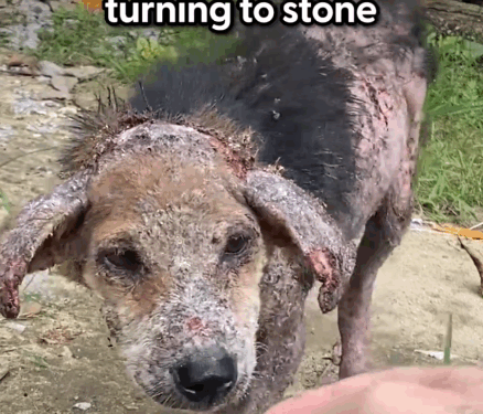 The way she’d wag her little tail out of control when her rescuer would visit ❤️ Jelena told us about rescuing Annabelle from the street in Vietnam,_part2