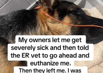 Part2.Animals Rescue #dogrescue #rescuedog #dogsofttiktok #foryoupage #foryou #dogs