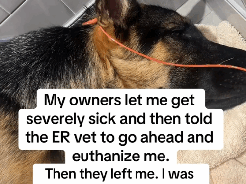 Part2.Animals Rescue #dogrescue #rescuedog #dogsofttiktok #foryoupage #foryou #dogs