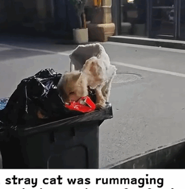 Part2.Animals Rescue #dogrescue #rescuedog #dogsofttiktok #foryoupage #foryou #dogs