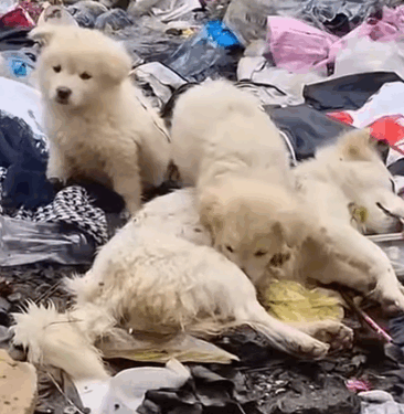 Part2. Animals Rescue #dogrescue #rescuedog #dogsofttiktok #foryoupage #foryou #dogs