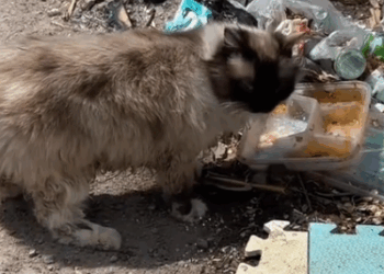 Part2.Animals Rescue #dogrescue #rescuedog #dogsofttiktok #foryoupage #foryou #dogs