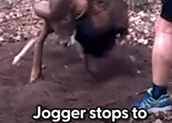 He was spinning around in circles — so the jogger had to be SO careful 💛 Footage provided by @viralhog_part2